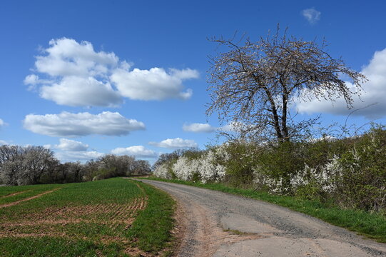 Feldweg bei Raibach im Odenwald