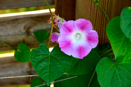 Wilec purpurowy (Ipomoea purpurea), r&oacute;żowy kwiat wilca, jednorocznej rośliny pnącej, common morning-glory, tall morning-glory, purple morning glory, Ipomoea purpurea pink flower