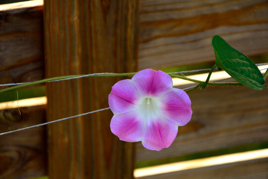 Wilec purpurowy (Ipomoea purpurea), r&oacute;żowy kwiat wilca, jednorocznej rośliny pnącej, common morning-glory, tall morning-glory, purple morning glory, Ipomoea purpurea pink flower