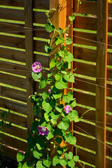 Wilec purpurowy (Ipomoea purpurea), wilec pnący się po drewnianej kratce, common morning-glory, tall morning-glory, purple morning glory, Ipomoea purpurea pink flowers, morning glory climbing a wooden © kateej