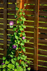 Wilec purpurowy (Ipomoea purpurea), wilec pnący się po drewnianej kratce, common morning-glory, tall morning-glory, purple morning glory, Ipomoea purpurea pink flowers, morning glory climbing a wooden © kateej