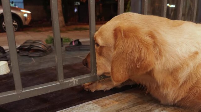 Golden retriever rests head on metal fence at dusk, gazing sadly into the street with lonely, wistful eyesabandoned, waiting and longing at a quiet dog cafe