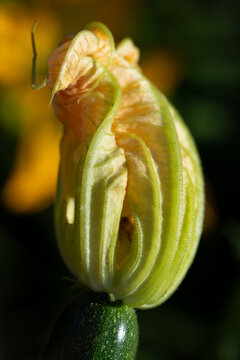 Close-up of a yellow zucchini flower. The flower glows brightly.