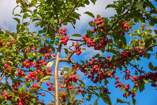 crab apple tree with many small red fruits and blue sky