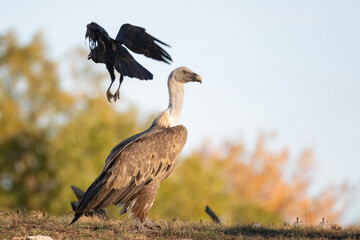 Obraz premium Griffon vulture looking around in wild nature with flying raven