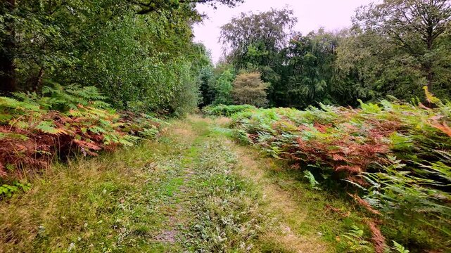 Bedford Purlieus National Nature Reserve, Cambridgeshire, England, UK - Septemeber 02 2026: Walking PoV Sequence - Walking through an open section by ferns just starting to turn for autumn