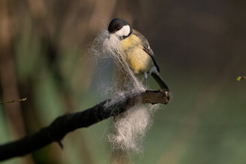 Great tit bird collecting wool nesting material on branch © Tatiana