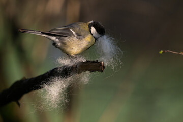 Great tit perched on a branch with wool nesting material © Tatiana