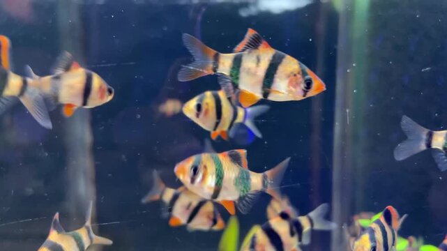 group of tiger barb fish repositioning inside glass aquarium showing varied orientations and spacing, eye-level viewpoint captures lateral and angled profiles with