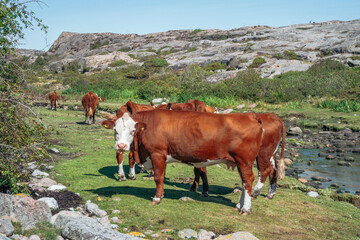 Brown and white cows grazing in a green meadow by a rocky stream. Scenic rural landscape with cattle standing in a pasture under a clear sky in daylight. © JULIA