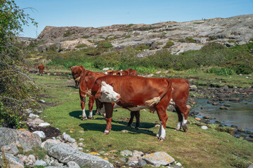 Hereford cattle grazing in rocky coastal landscape near water. © JULIA
