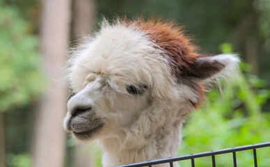 very funny portrait of an Alpaca, close up © Brinja