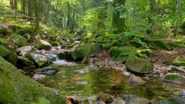 static 1-minute 4K loop of a clear mountain stream flowing through a lush green forest with ferns, mossy rocks, and the sound of the river.