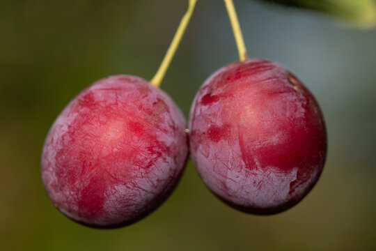 Close-up of wild plums growing on a tree.