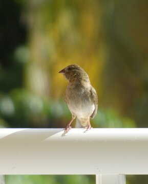 Jeune petit oiseau pos&eacute;