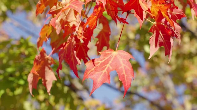 Nature in fall season. Autumnal leaf. Seasonal leaves on tree. Autumn foliage. Natural autumn leaves. Autumn nature in the park. Fall season nature. Fall leaves of tree outdoor. Autumn leaves
