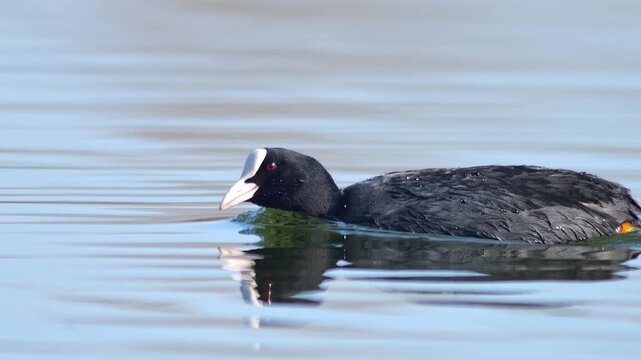 Eurasian Coot Swimming on a Winter Pond in Warm Golden-Hour Sun, Peaceful Wildlife Moment