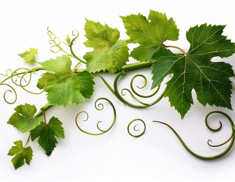 a winding green grapevine with leaves and curly tendrils on a white background