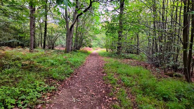 Bedford Purlieus National Nature Reserve, Cambridgeshire, England, UK &ndash; September 02 2026: Smooth first-person POV walk along a narrow earth path scattered with fallen leaves. 