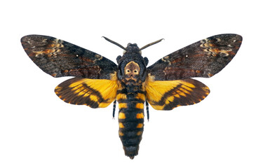 Obraz premium Death's-head Hawkmoth isolated on transparent background. Acherontia atropos. Large rare moth.
