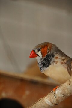 Zebra finch perching on branch looking down