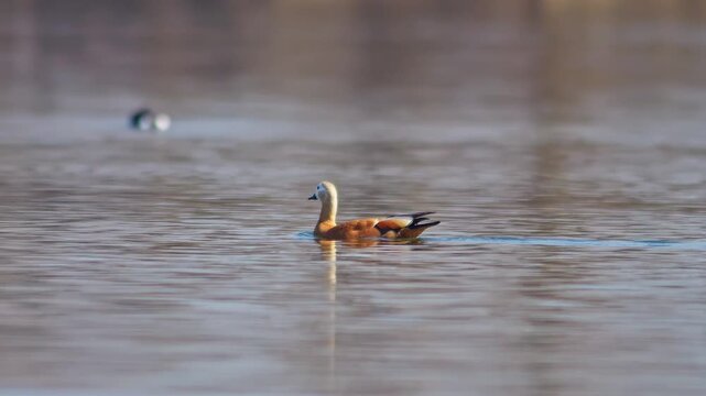 Ruddy Shelduck Swimming in Warm Winter Sun at a German Pond, Peaceful Wildlife at Golden Hour, 4K Footage
