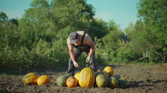 A gardener in gray overalls bends down to gather pumpkins from the ground in a garden, surrounded by vibrant greenery and a bright blue sky, highlighting the seasonal harvest in a rural environment