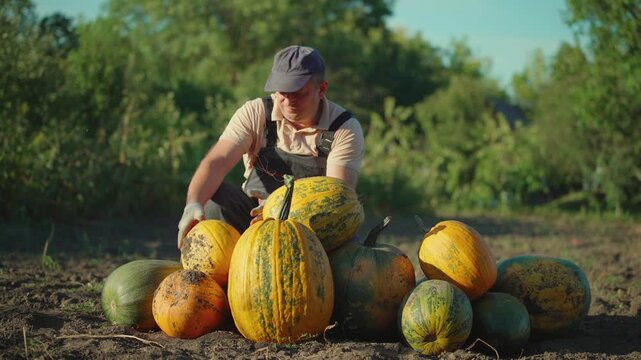 Farmer in gray overalls kneels in a pumpkin field, lifting a large pumpkin while surrounded by various pumpkins, showcasing the harvest process in a sunny outdoor setting