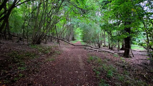 Bedford Purlieus National Nature Reserve, Cambridgeshire, England, UK &ndash; September 02 2026: Smooth first-person POV walk along a wide earth woodland ride carpeted in fallen leaves.