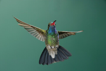 Fototapeta premium Broad-billed hummingbird in flight