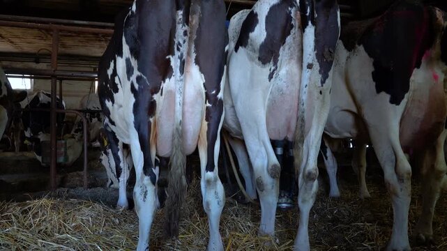 Holstein dairy cows being milked in a barn, udder and milking equipment, dairy farming	
