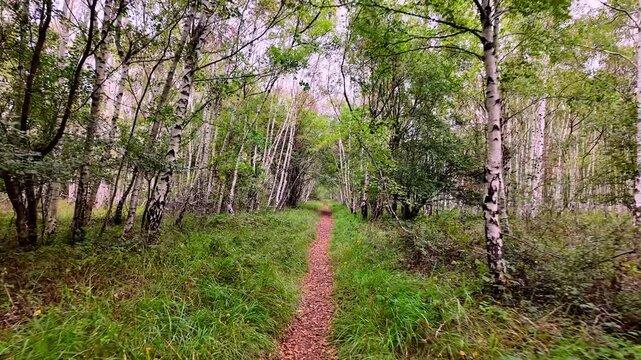Bedford Purlieus National Nature Reserve, Cambridgeshire, England, UK &ndash; September 02 2026: Smooth first-person POV walk straight ahead along a narrow leaf-covered path through dense silver birch woodl