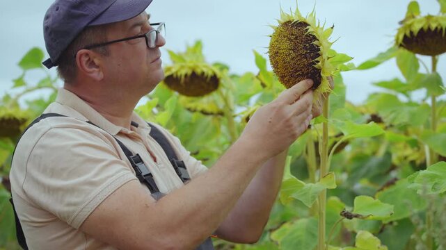 A experienced agronomist inspects sunflower heads in a flourishing field, highlighting the agricultural process of growth and harvest, with abundant green plants and a bright sky in the background