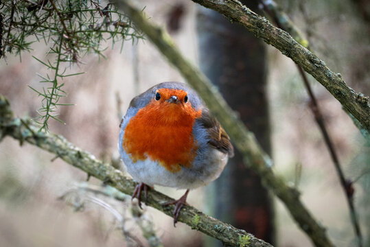 European robin perched on tree branch wildlife nature photography