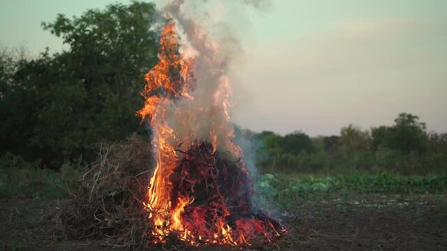 Fire burning dry vegetation in a field with smoke rising into the air, surrounded by trees and a clear sky, illustrating the natural process of land clearing for agricultural purposes