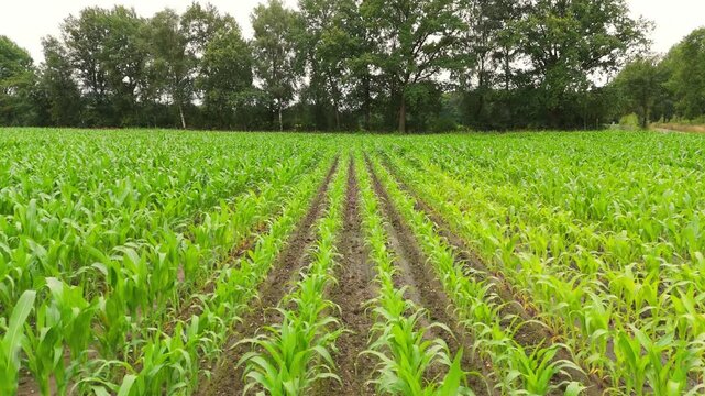 Aerial drone low flight over rows of young green corn field plants starting to grow in agricultural farmland Germany