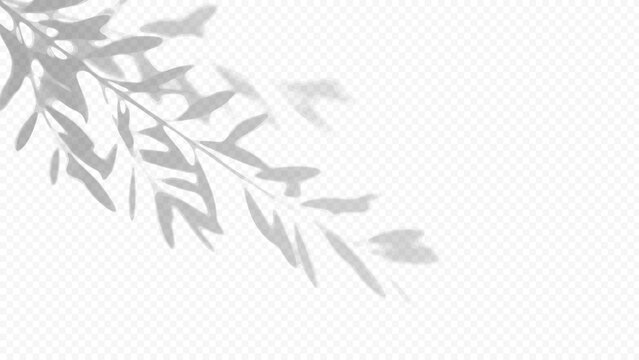 Easy to edit layered vector shadow. Botanical foliage branch on checkerboard. Adjust tonal layer opacity to control shadow intensity and perceived softness.