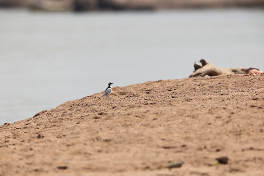 Egyptian plover (Pluvianus aegyptius), also known as the crocodile bird, is a wader, the only member of the genus Pluvianus.
