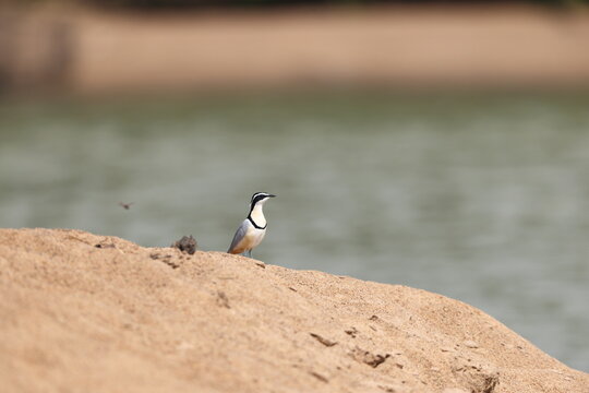 Egyptian plover (Pluvianus aegyptius), also known as the crocodile bird, is a wader, the only member of the genus Pluvianus.