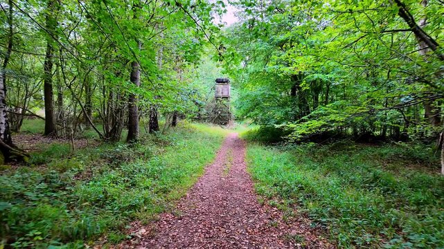 Bedford Purlieus National Nature Reserve, Cambridgeshire, England, UK &ndash; September 02 2026: Smooth first-person POV walk along a narrow leaf-covered path through mixed woodland.