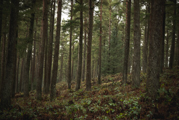 Tall pine trees in dense forest wilderness exploration © SixFourThreeTwo