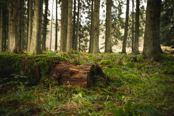 Mossy fallen log in coniferous forest wilderness exploration © SixFourThreeTwo