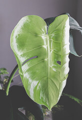 A bright monstera leaf stands out against a moody dark grey wall, creating dramatic contrast with soft natural light. Ideal for luxury interior design, art prints and premium plant branding. © Faruh
