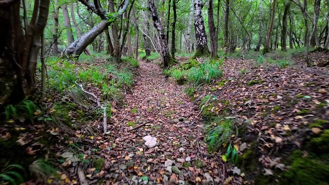 Bedford Purlieus National Nature Reserve, Cambridgeshire, England, UK &ndash; September 02 2026: Immersive low-angle POV moving along a narrow sunken path through ancient woodland, filmed ground level