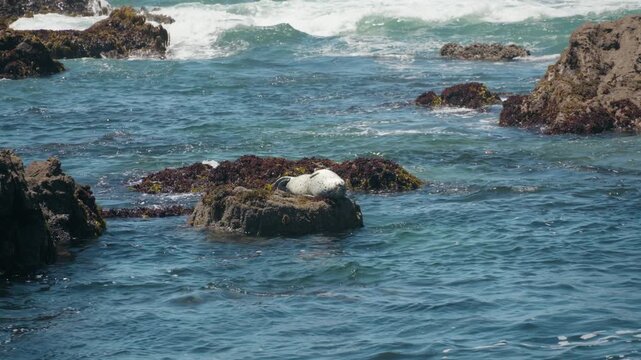 A wild harbor seal sleeps peacefully on a coastal rock