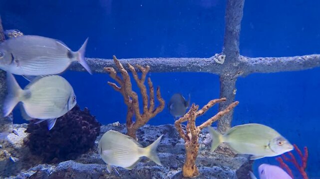Footage of fish swimming in a tank at the South Carolina Aquarium in Charleston South Carolina USA
