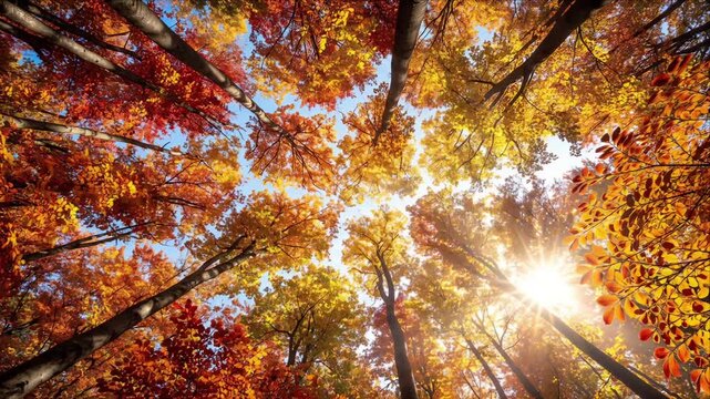 Low Angle View of Autumn Forest Canopy with Sunlight Streaming Through Vibrant Orange and Yellow Leaves