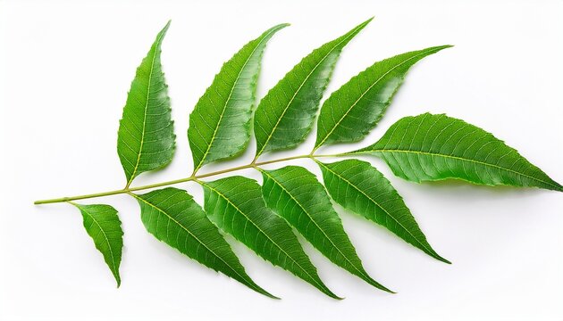 neem leaf isolated on a white background