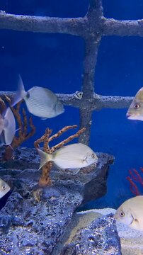 Footage of fish swimming in a tank at the South Carolina Aquarium in Charleston South Carolina USA