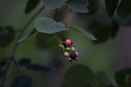 Wild serviceberry berries in forest